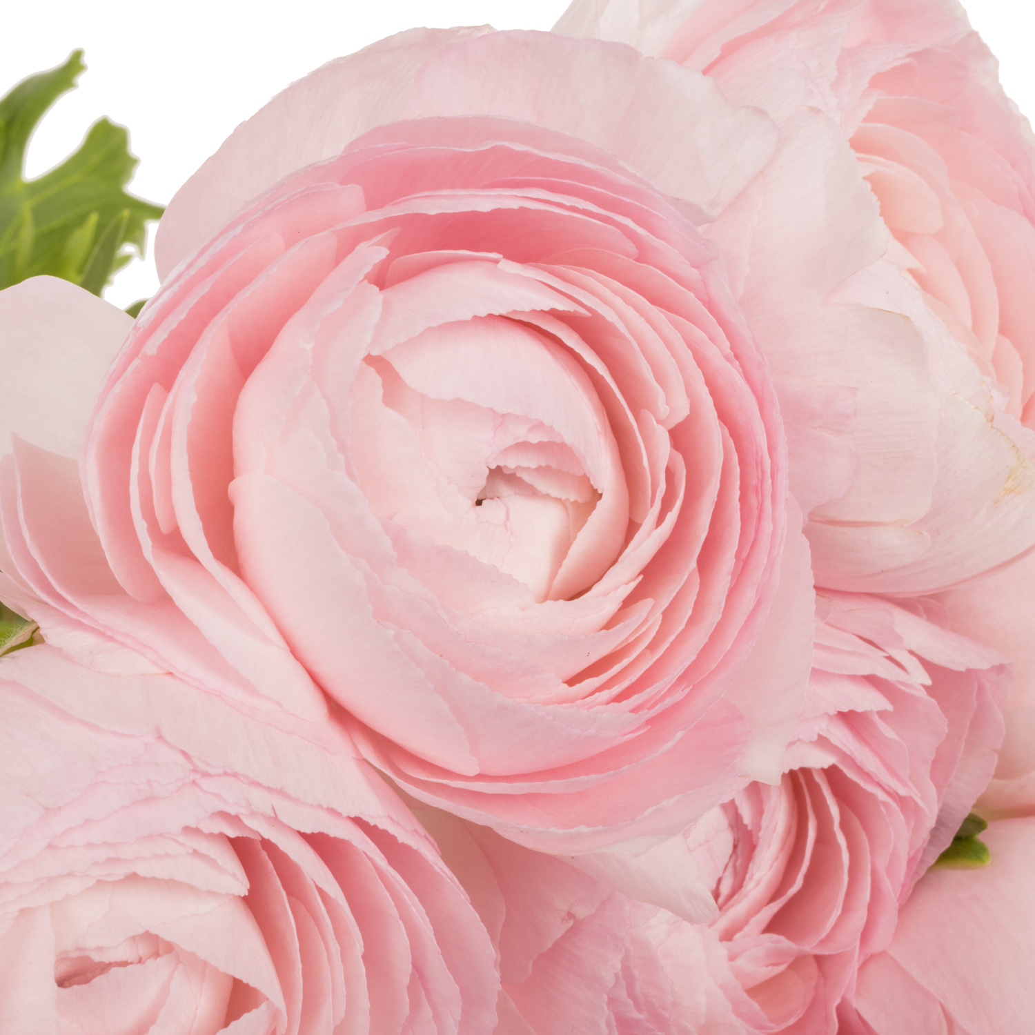 Ranunkel rosa Hanoi 40cm 60 Gramm