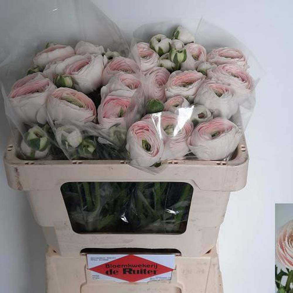 Ranunkel rosa Hanoi 60 Gramm 50cm