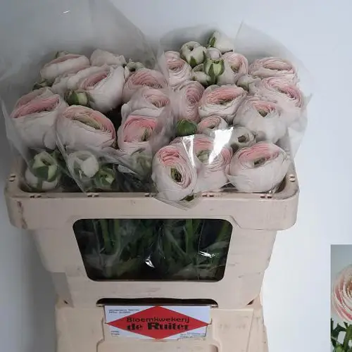 Ranunkel rosa Hanoi 60 Gramm 50cm