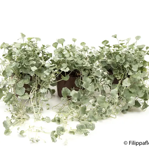 Dichondra Argentea T12 H050