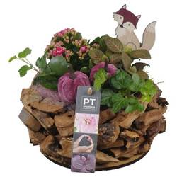 Kal.Arr PTHI5480 Herbst T21 H020