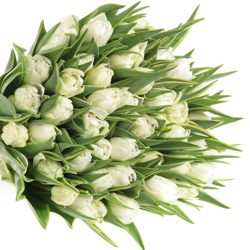 Tulpe weiss doppel Edge 36 Gramm