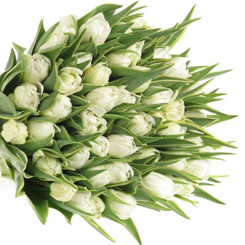 Tulpe weiss doppel Edge 36 Gramm