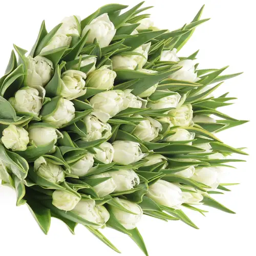 Tulpe weiss doppel Edge 36 Gramm