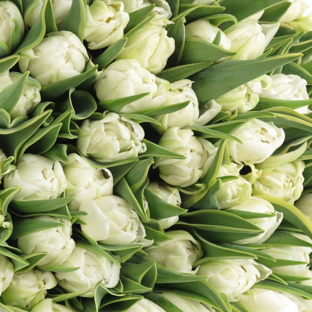 Tulpe weiss doppel Edge 36 Gramm