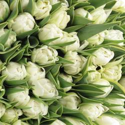 Tulpe weiss doppel Edge 36 Gramm