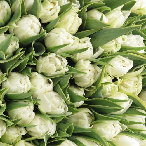 Tulpe weiss doppel Edge 36 Gramm