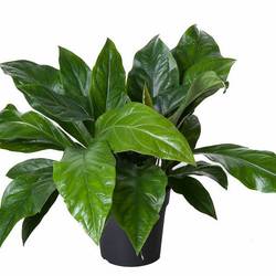 Anthurium Jungle T24 H60