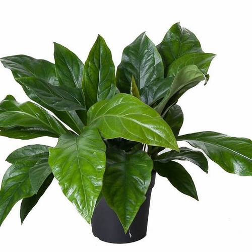 Anthurium Jungle T24 H60
