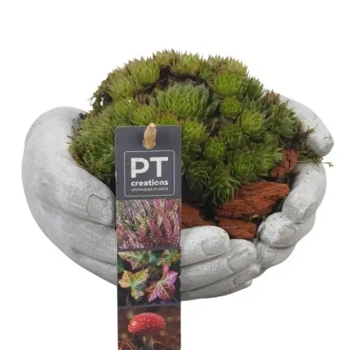 Garten.Arr PTAH8601 Allerheiligen T15 H014