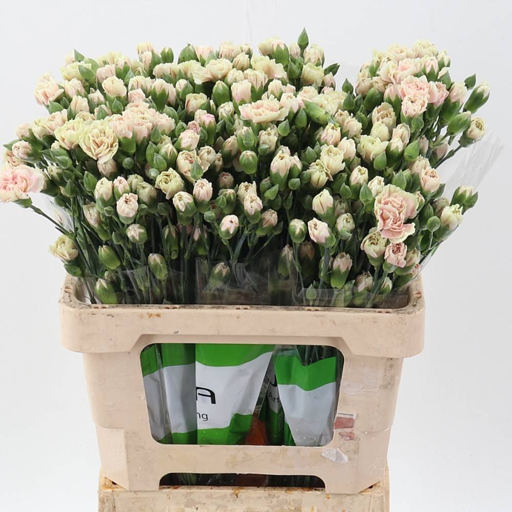 Spraynelke apricot/creme Lucia 60cm X20