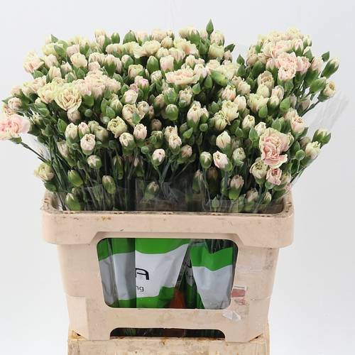 Spraynelke apricot/creme Lucia 60cm X20