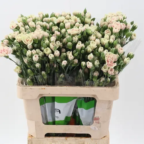 Spraynelke apricot/creme Lucia 60cm X20