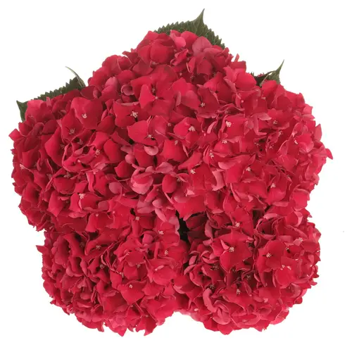 Hortensie rot Ruby Bol 2cm 60cm