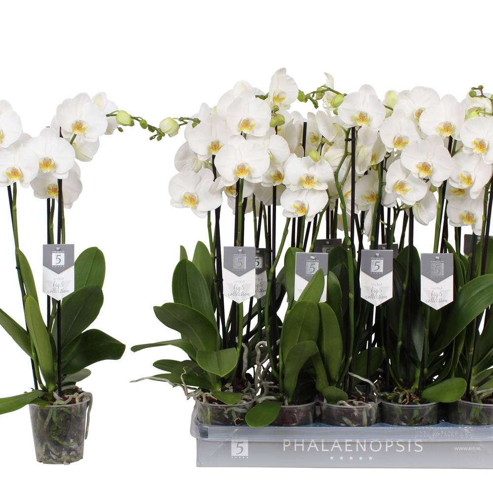 Phal.3-R weiss Nottingham T12 H060