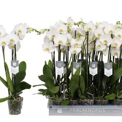 Phal.3-R weiss Nottingham T12 H060