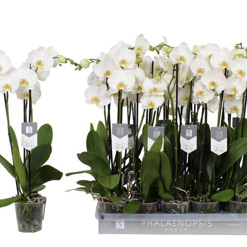 Phal.3-R weiss Nottingham T12 H060