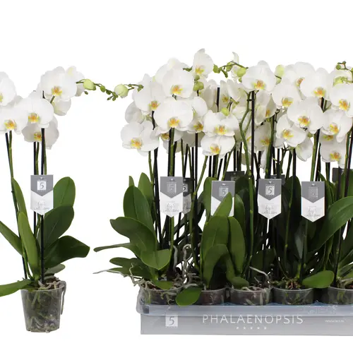 Phal.3-R weiss Nottingham T12 H060