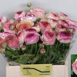 Ranunkel crem/ creme/hell rosa Aazur Pink Stripe 45 Gram 45 Gramm 44cm