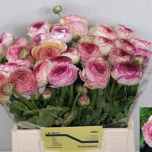 Ranunkel crem/ creme/hell rosa Aazur Pink Stripe 45 Gram 45 Gramm 44cm