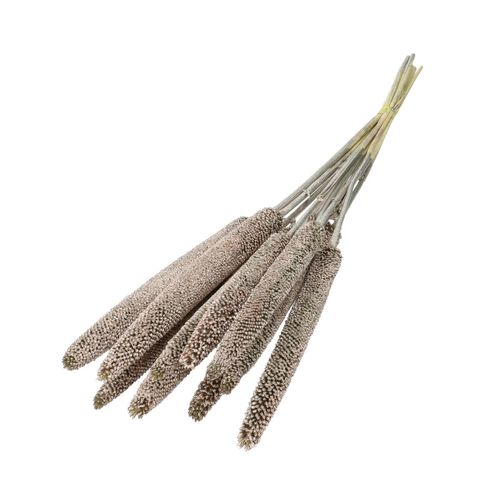 Trocken Bapala champagne L65cm x10