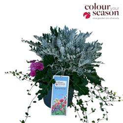Pflanzen Trio T19 H040