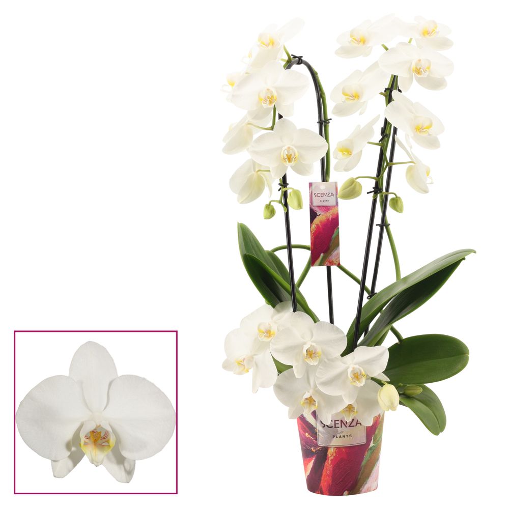 Phal.3-R weiss Twirl T12 H50