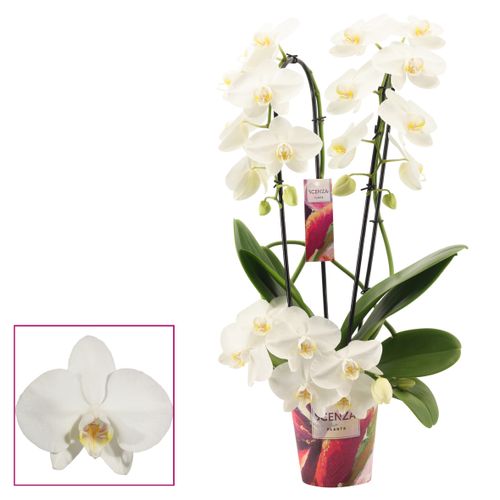 Phal.3-R weiss Twirl T12 H50