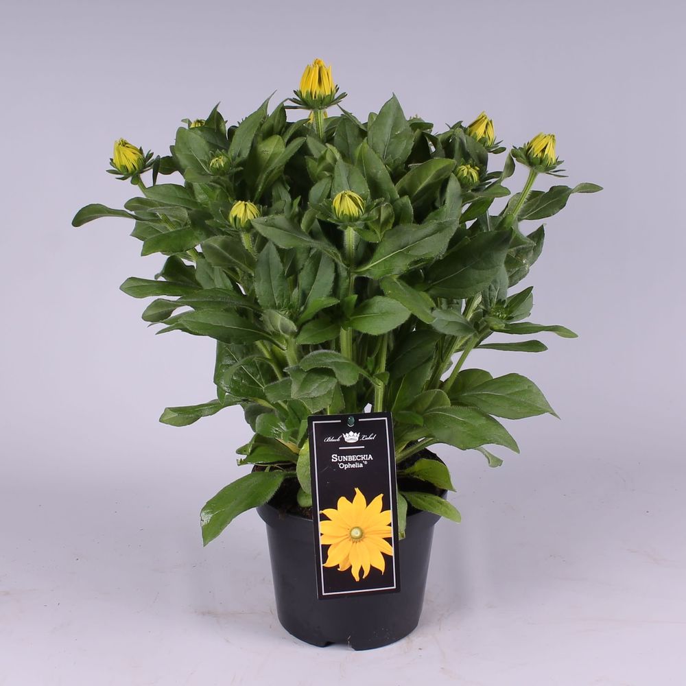 Rudbeckia Opheli T19 H60