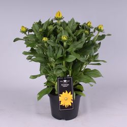 Rudbeckia Opheli T19 H60