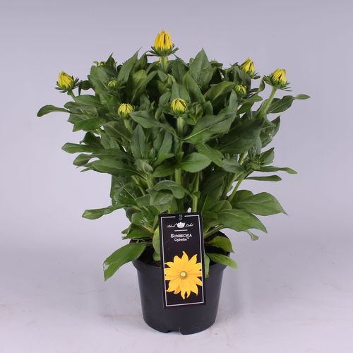 Rudbeckia Opheli T19 H60