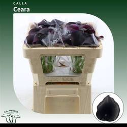 Calla Schwarz Ceara 45cm