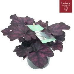 Heuchera mix Indian Summer T12 H025
