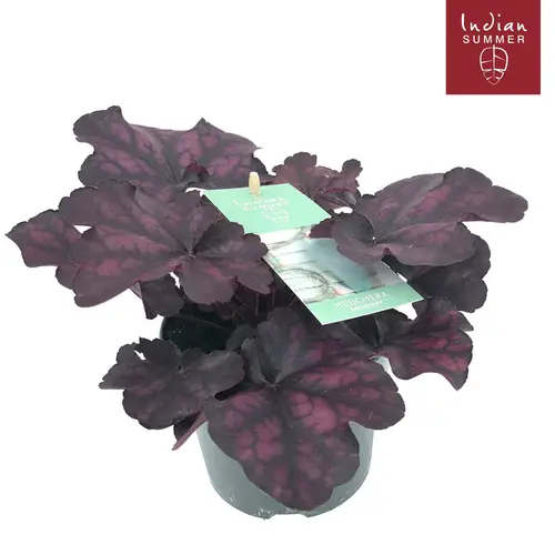 Heuchera mix Indian Summer T12 H025
