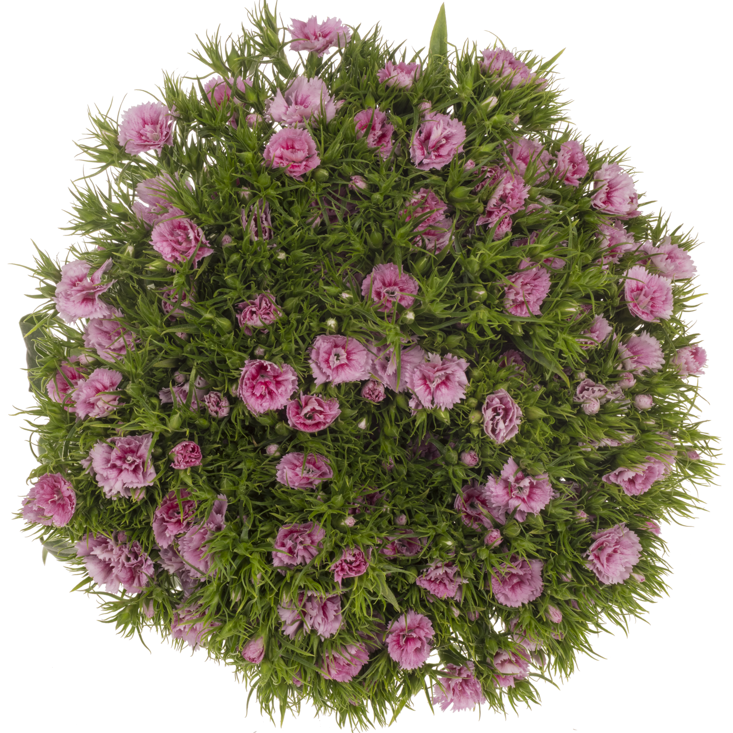 Bartnelke rosa Doblino Fans 55cm