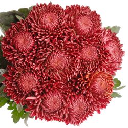 Chrys.Deko rot Bigoudi 85 Gramm
