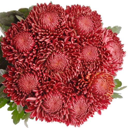 Chrys.Deko rot Bigoudi 85 Gramm