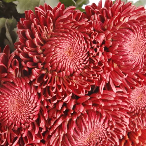 Chrys.Deko rot Bigoudi 85 Gramm