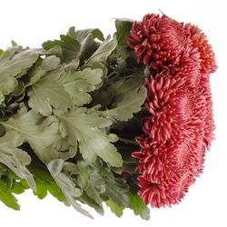 Chrys.Deko rot Bigoudi 85 Gramm
