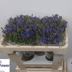 Brodea milka Aquarius 45cm