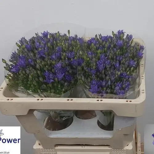 Brodea milka Aquarius 45cm