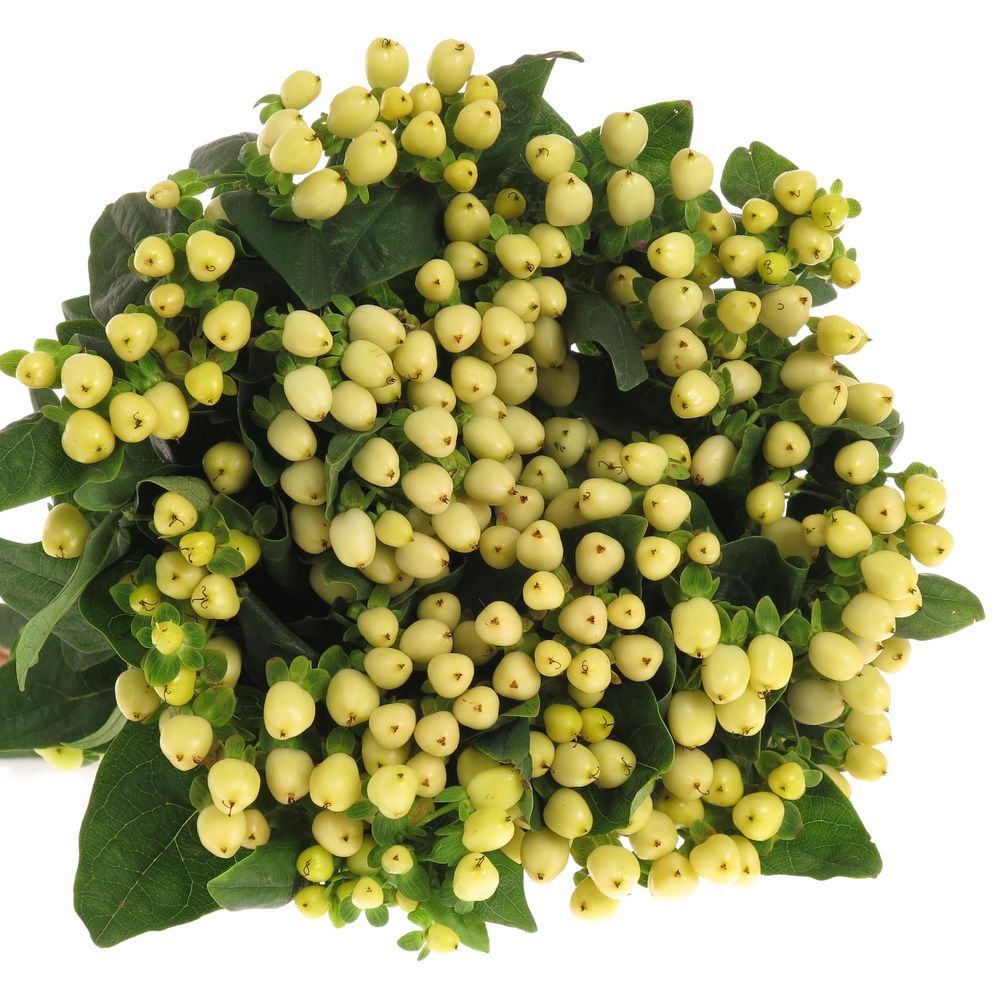 Hypericum weiss natur 50cm