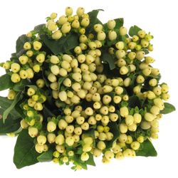 Hypericum weiss natur 50cm