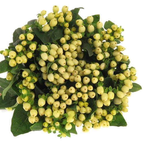 Hypericum weiss natur 50cm