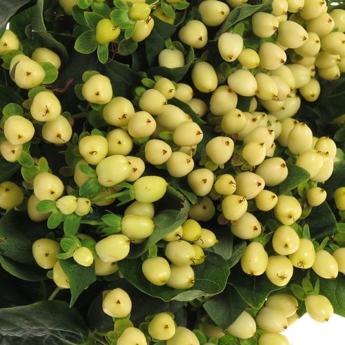 Hypericum weiss natur 50cm