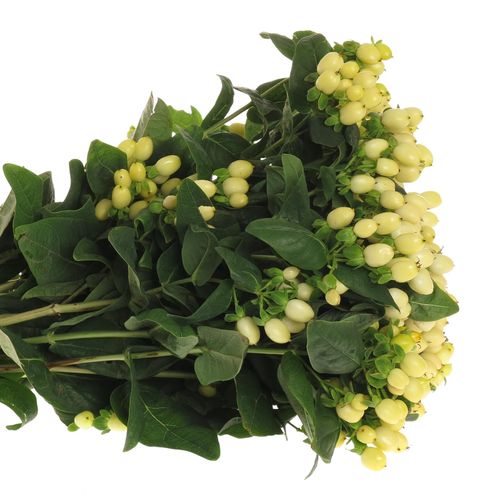 Hypericum weiss natur 50cm