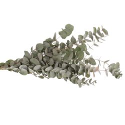 Populus grau Cinerea 70cm 300 Gramm