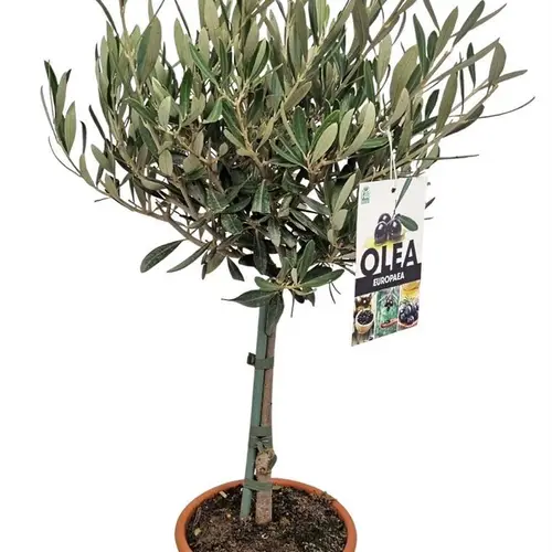 Olea dunkel grün Europaea auf Stamm T17 H055
