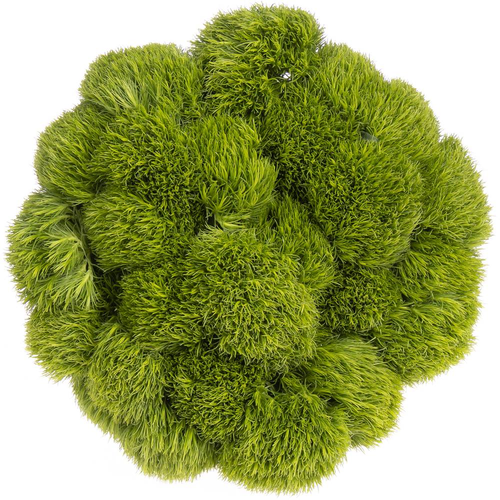 Bartnelke grün Kiwi 45cm x40