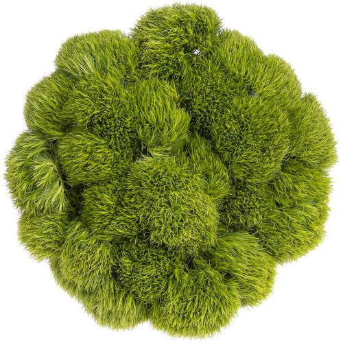 Bartnelke grün Kiwi 45cm x40